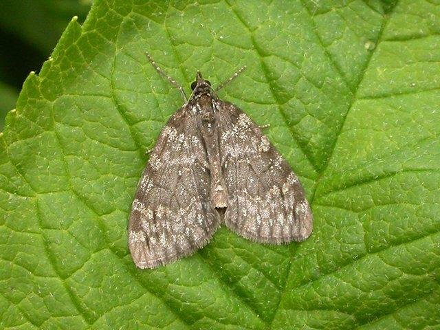 May Highflyer (Hydriomena impluviata), adult. Chester-le-Street, 03-05-2007. Copyright Keith Dover.