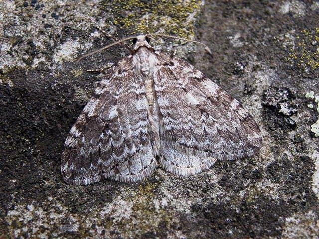 Small Autumnal Moth (Epirrita filigrammaria), adult Copyright Keith Dover.