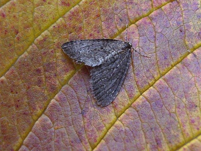 Winter Moth (Operophtera brumata), adult Copyright Keith Dover.