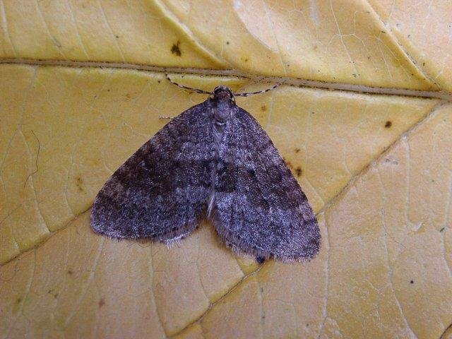 Winter Moth (Operophtera brumata), adult Copyright Keith Dover.