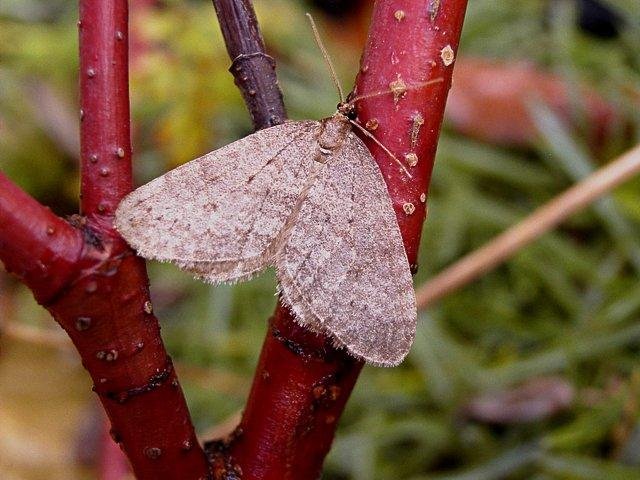 Northern Winter Moth (Operophtera fagata), adult. Copyright Keith Dover.