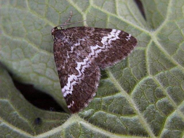 Rivulet (Perizoma affinitata), adult. Copyright Keith Dover.