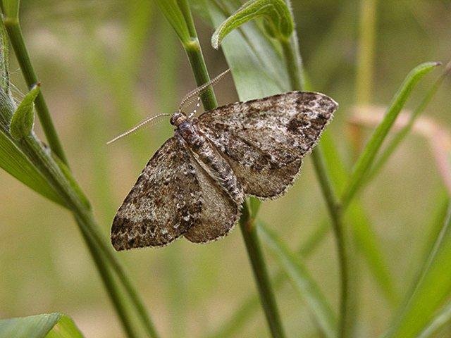 Twin-spot Carpet (Mesotype didymata), adult. Copyright Keith Dover.