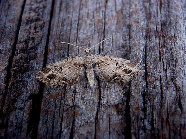 Mottled Pug (Eupithecia exiguata), adult. Copyright Keith Dover.