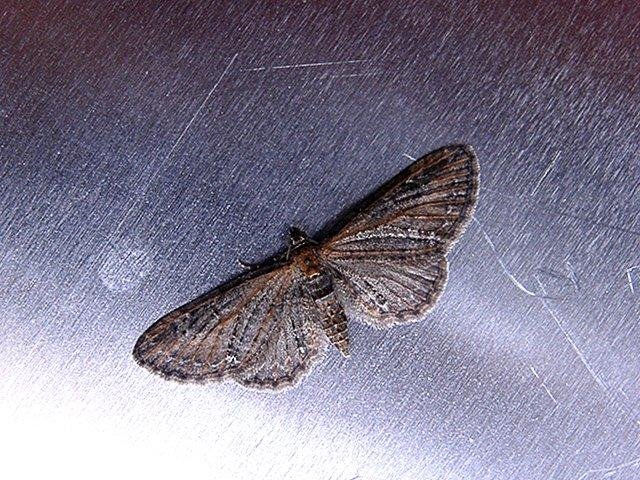 Common Pug (Eupithecia vulgata), adult. Copyright Keith Dover.