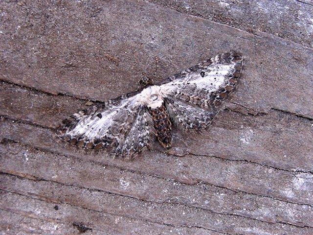 Bordered Pug (Eupithecia succenturiata), adult. Copyright Keith Dover.