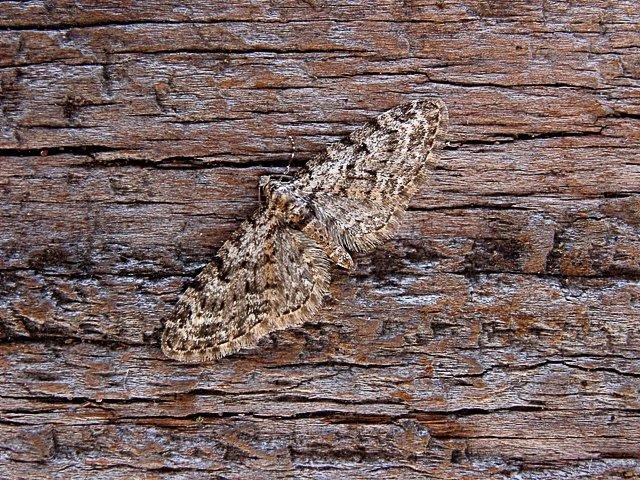 Brindled Pug (Eupithecia abbreviata), adult. Copyright Keith Dover.