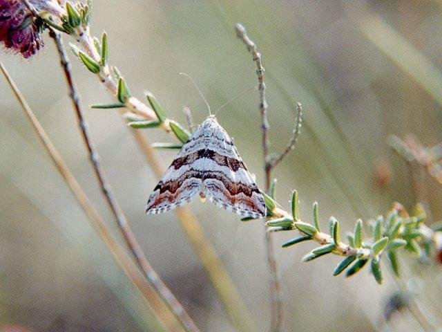 Manchester Treble-bar (Carsia sororiata), adult. Copyright Keith Dover.