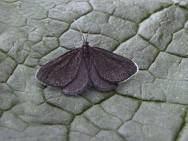 Chimney Sweeper (Odezia atrata), adult. Copyright Keith Dover.