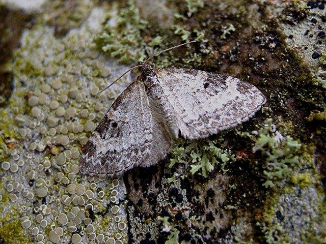 Small Seraphim (Pterapherapteryx sexalata), adult. Copyright Keith Dover.