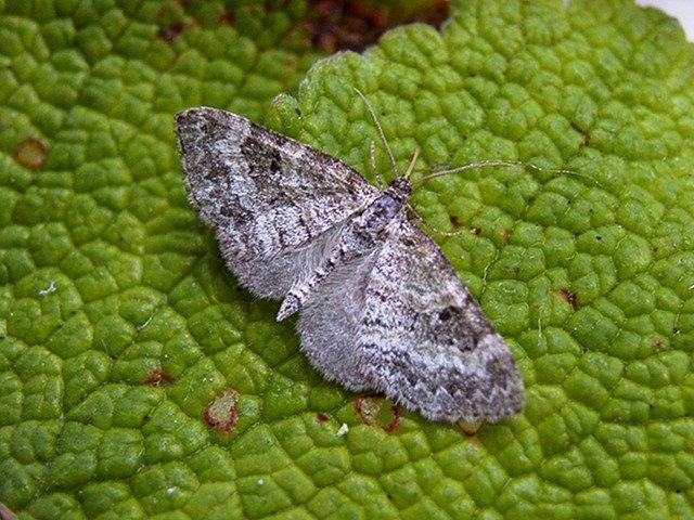 Small Seraphim (Pterapherapteryx sexalata), adult. Copyright Keith Dover.