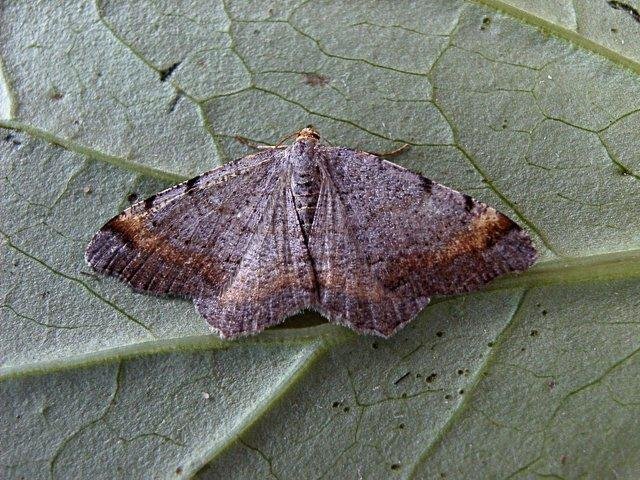 Tawny-barred Angle (Macaria liturata), adult. Copyright Keith Dover.