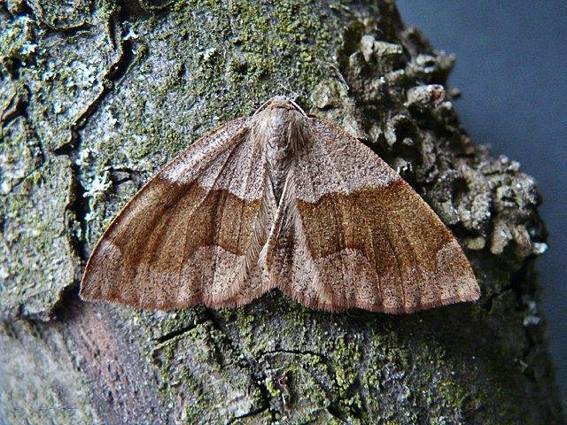 Barred Umber (Plagodis pulveraria), adult. Comb Bridges, 24-05-2010. Copyright Keith Dover.