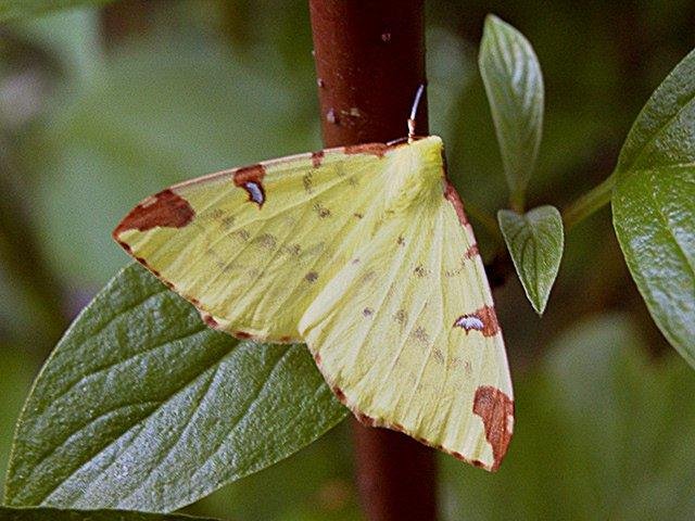 Brimstone Moth (Opisthograptis luteolata), adult Copyright Keith Dover.