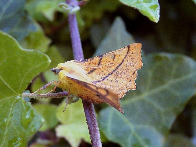 Canary-shouldered Thorn (Ennomos alniaria), adult. Copyright Keith Dover.