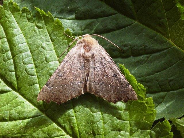 Scalloped Hazel (Odontopera bidentata), adult. Copyright Keith Dover.