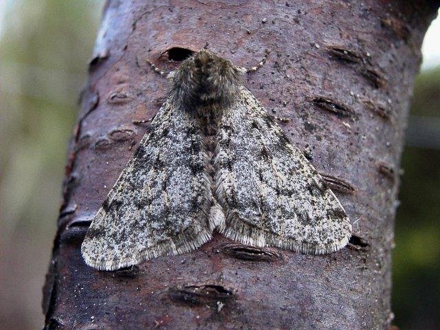 Pale Brindled Beauty (Phigalia pilosaria), adult. Causey, 07-02-2002. Copyright Keith Dover.