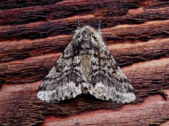 Brindled Beauty (Lycia hirtaria), adult. Copyright Keith Dover.