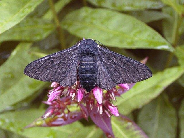 Peppered Moth (Biston betularia) f. carbonaria, adult. Copyright Keith Dover.