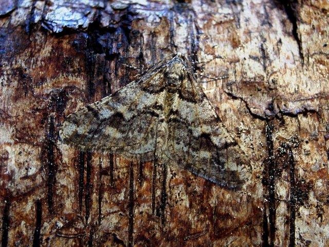 Spring Usher (Agriopis leucophaearia), adult. Plawsworth, 06-02-2002. Copyright Keith Dover.