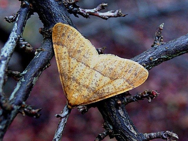 Scarce Umber (Agriopis aurantiaria), adult. Plawsworth. Copyright Keith Dover.