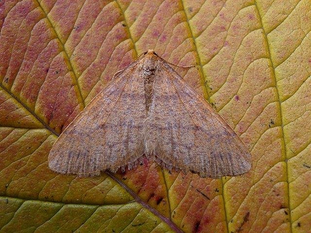 Scarce Umber (Agriopis aurantiaria), adult. Plawsworth. Copyright Keith Dover.