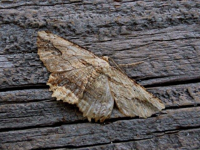 Waved Umber (Menophra abruptaria), adult Copyright Keith Dover.