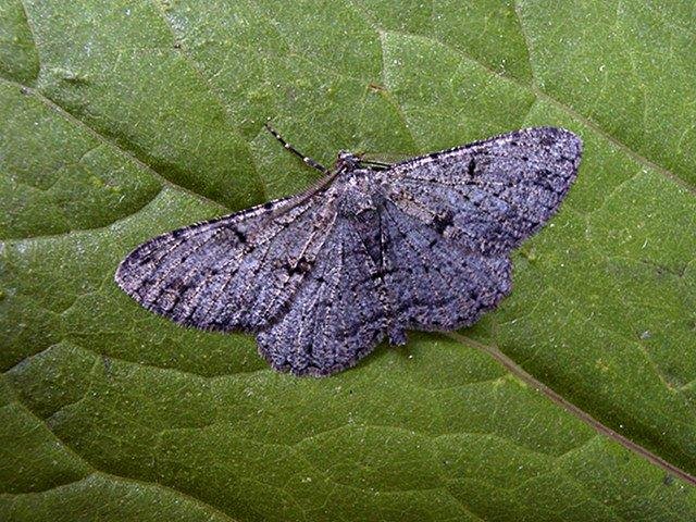 Willow Beauty (Peribatodes rhomboidaria), adult Copyright Keith Dover.