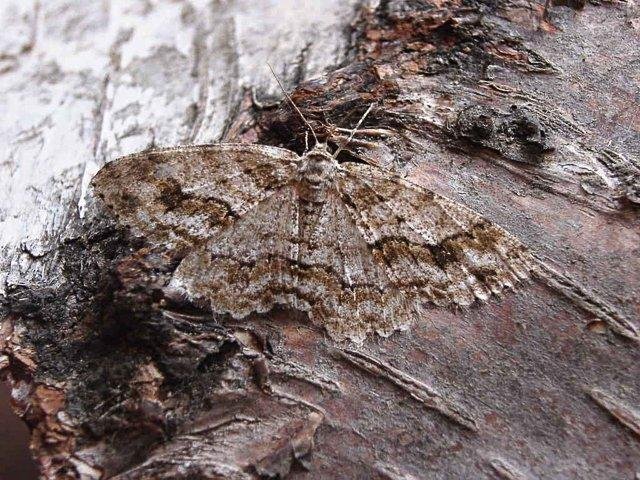 Mottled Beauty (Alcis repandata), adult. Copyright Keith Dover.