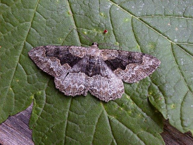 Mottled Beauty (Alcis repandata), adult. Copyright Keith Dover.