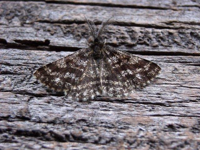 Common Heath (Ematurga atomaria), adult. Copyright Keith Dover.