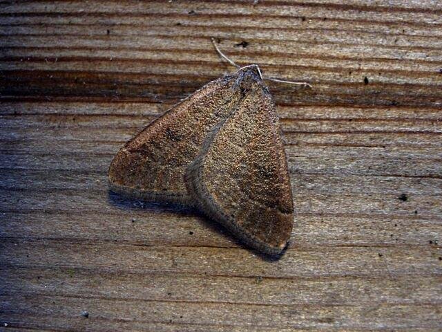 Early Moth (Theria primaria), adult. Taken outside Durham. Copyright Keith Dover.