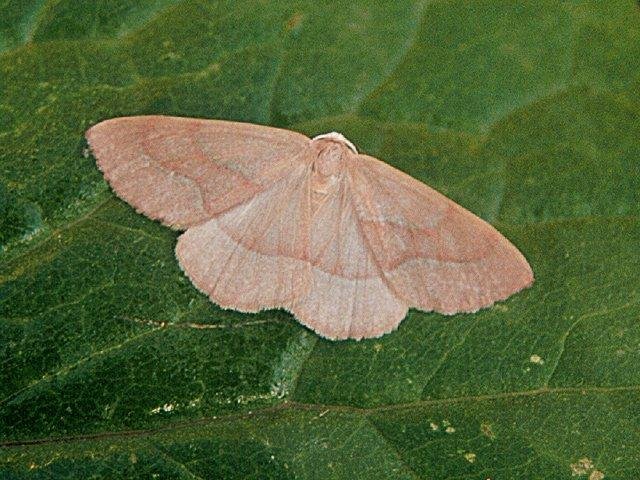 Barred Red (Hylaea fasciaria), adult. Copyright Keith Dover.