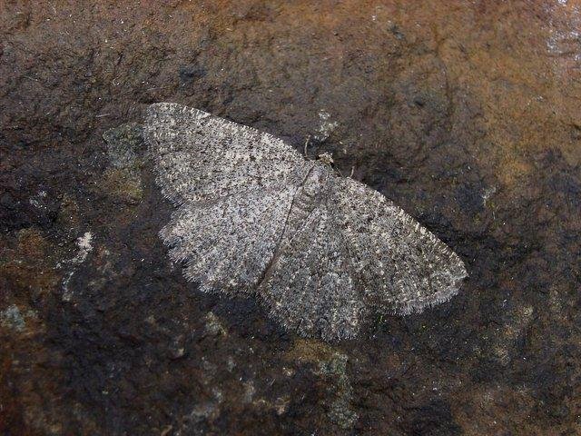 Annulet (Charissa obscurata), adult. 29-07-2004. Copyright Keith Dover.