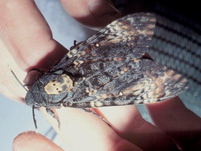 Death's-head Hawk-moth (Acherontia atropos), adult. Copyright Keith Dover.