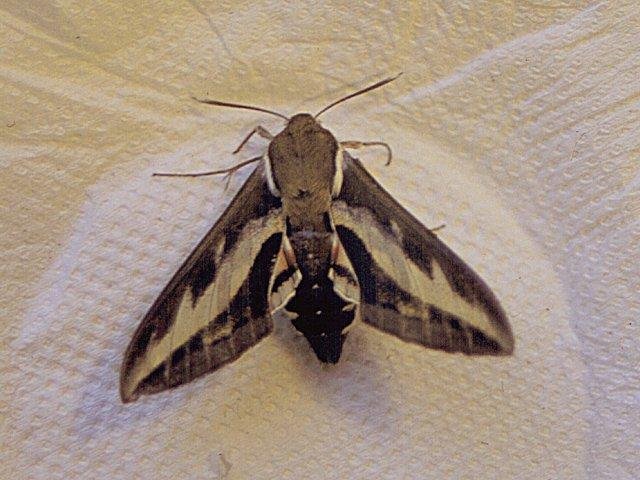 Bedstraw Hawk-moth (Hyles gallii), adult. Copyright Keith Dover.