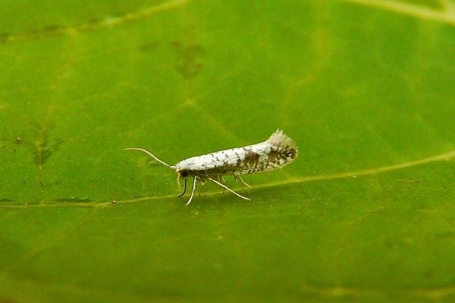 Argyresthia retinella, adult. Knitsley Fell, 18-07-2014. Copyright Keith Dover.