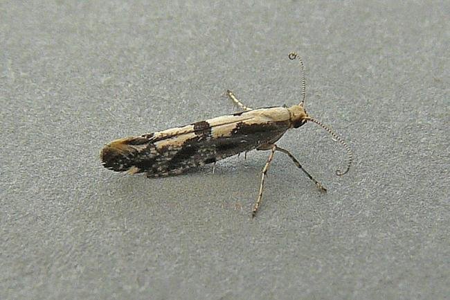 Apple Fruit Moth (Argyresthia conjugella), adult. Taken outside Durham, 03-07-2010. Copyright Keith Dover.