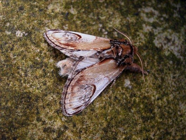 Pebble Prominent (Notodonta ziczac), adult. Copyright Keith Dover.