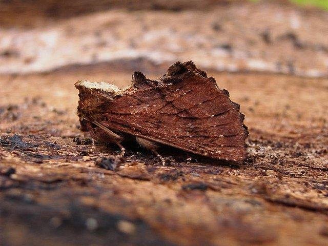 Coxcomb Prominent (Ptilodon capucina), adult. Copyright Keith Dover.