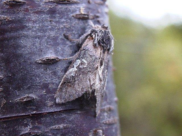 Figure of Eight (Diloba caeruleocephala), adult. Copyright Keith Dover.