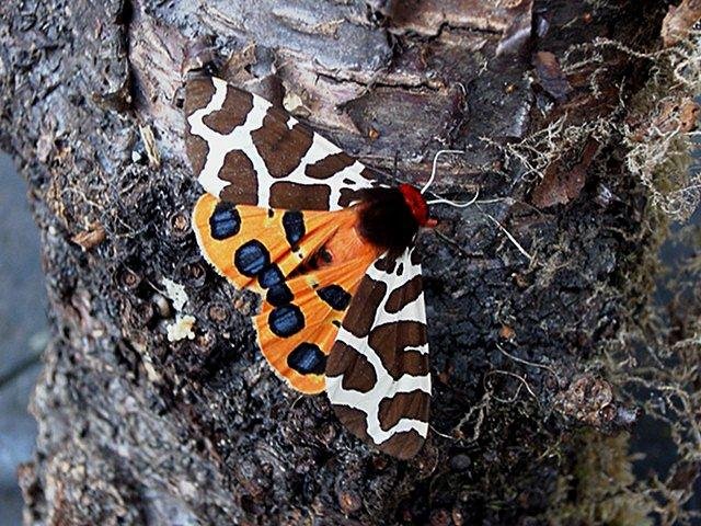 Garden Tiger (Arctia caja), adult. Copyright Keith Dover.