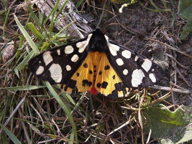 Cream-spot Tiger (Arctia villica), adult. 19-06-2004. Copyright Keith Dover.