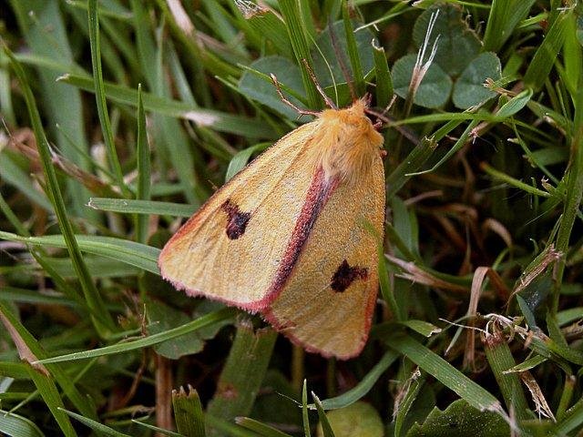 Clouded Buff (Diacrisia sannio), adult. 18-06-2004. Copyright Keith Dover.