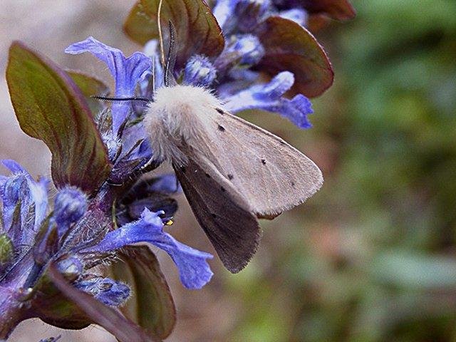 Muslin Moth (Diaphora mendica), adult. Chester-le-Street. Copyright Keith Dover.