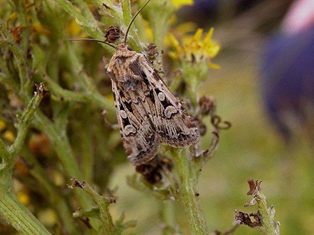 White-line Dart (Euxoa tritici), adult. Copyright Keith Dover.