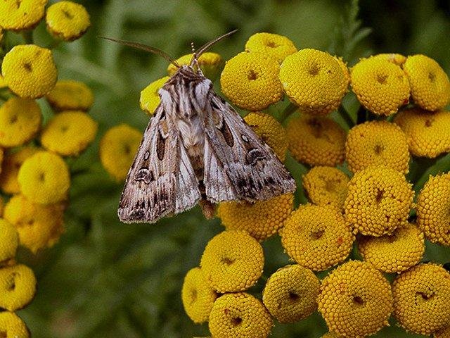 Archer's Dart (Agrotis vestigialis), adult. Copyright Keith Dover.