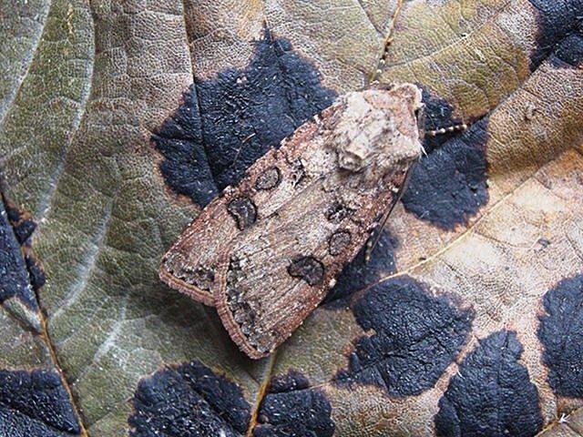 Turnip Moth (Agrotis segetum), adult Copyright Keith Dover.