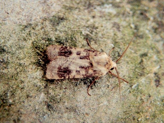 Heart and Club (Agrotis clavis), adult. Copyright Keith Dover.