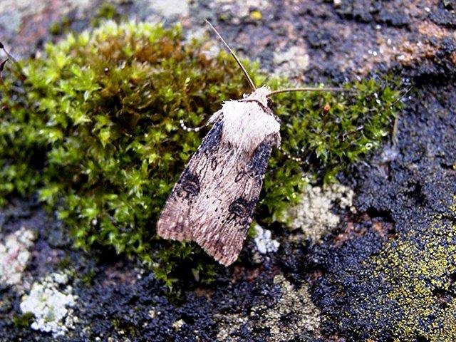 Shuttle-shaped Dart (Agrotis puta), adult Copyright Keith Dover.